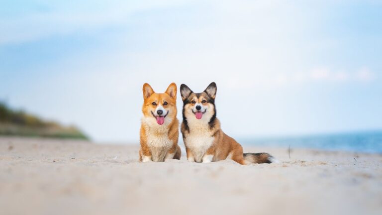 Pet-Friendly Luxury Living in Naples: Where to Live & Play